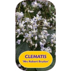 Trilapė raganė - Clematis heracleifolia MRS ROBERT BRYDON