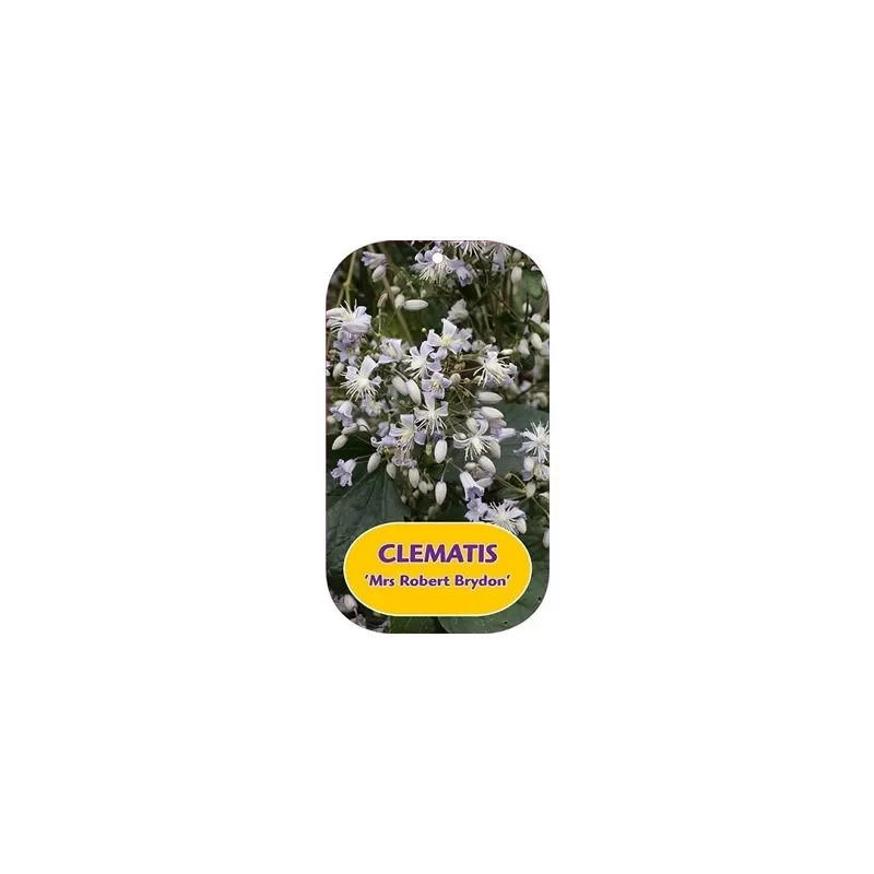 Clematis heracleifolia JMRS ROBERT BRYDON