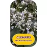 Clematis heracleifolia JMRS ROBERT BRYDON