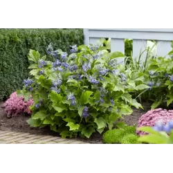 Clematis heracleifolia NEW LOVE