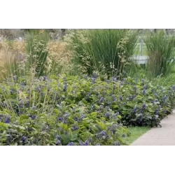 Clematis heracleifolia NEW LOVE