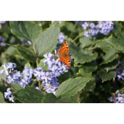 Trilapė raganė - Clematis heracleifolia NEW LOVE