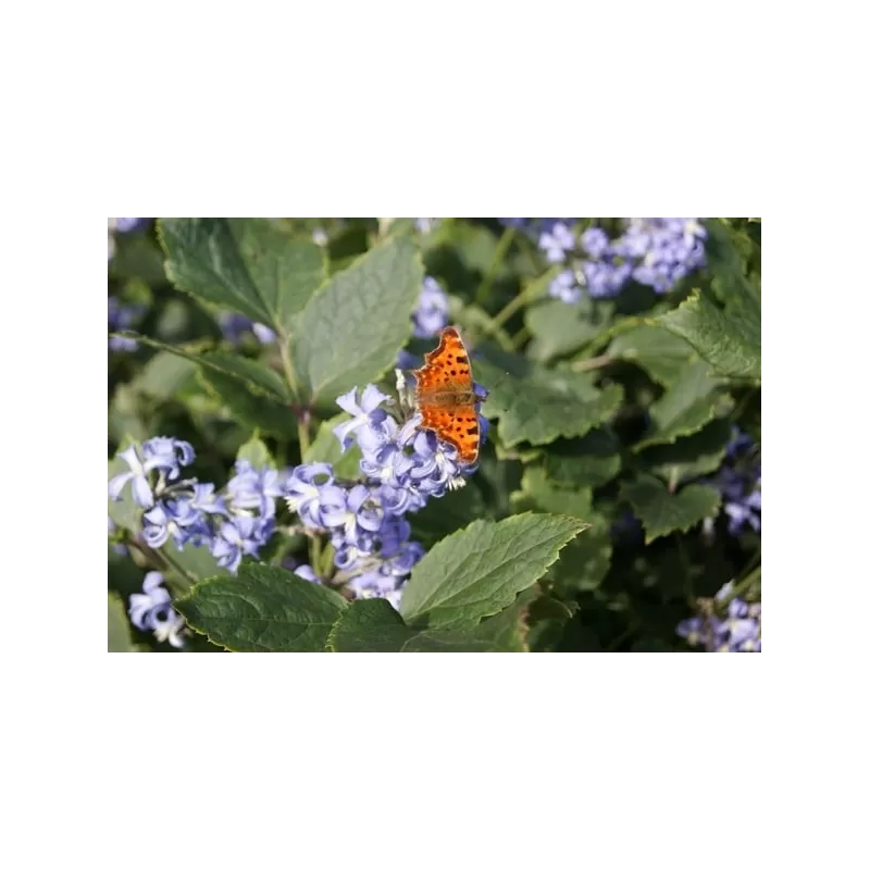 Clematis heracleifolia NEW LOVE