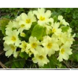 Raktažolė - Primula vulgaris P9 x4