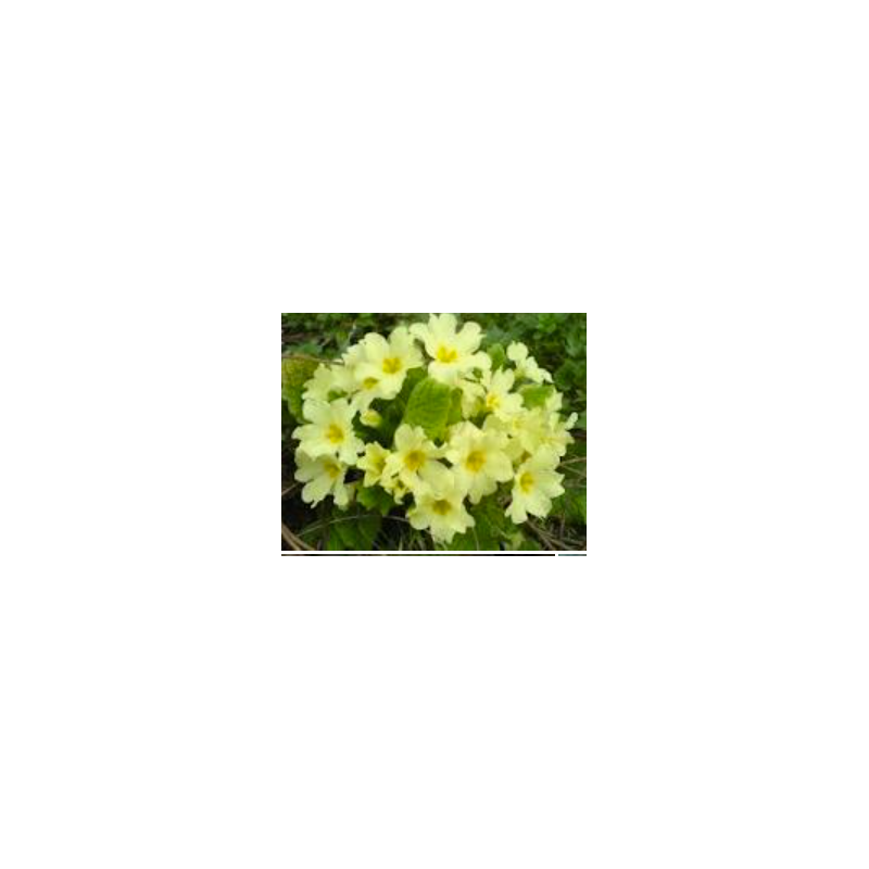 Raktažolė - Primula vulgaris P9 x4