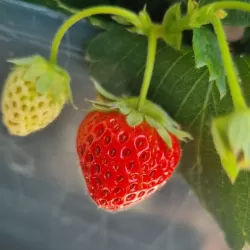 Braškė (remontantinė) - Fragaria ananassa JUST ADD CREAM 2026