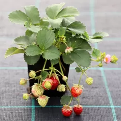 Braškė (remontantinė) - Fragaria ananassa JUST ADD CREAM 2026