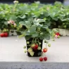 Užsisakyk augalus pavasariui jau dabar