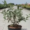 Valgomasis sausmedis - Lonicera caerulea BOREAL BEAST