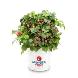 Paprastoji avietė Yummy su pristatymu į namus