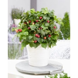 Aviečių sodinukai vazonuose internetu su pristatymu į namus visoje Lietuvoje