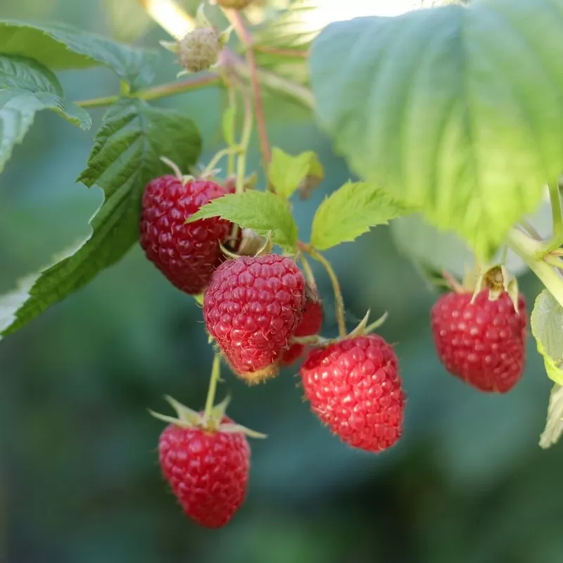 Paprastoji avietė Yummy su pristatymu į namus