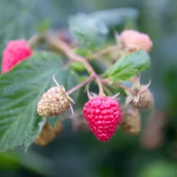 Paprastoji avietė Yummy su pristatymu į namus