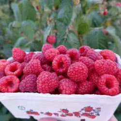 Paprastoji avietė Yummy su pristatymu į namus