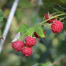Paprastoji avietė Yummy su pristatymu į namus