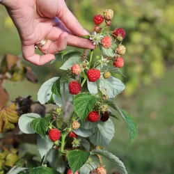 Paprastoji avietė Yummy su pristatymu į namus