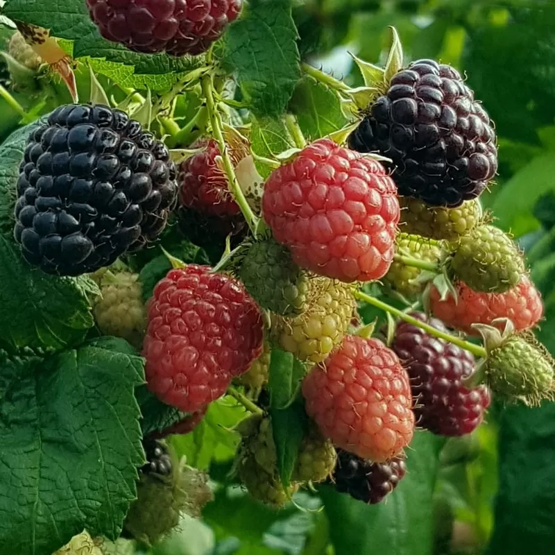 Paprastoji aviete POLKA - Rubus idaeus POLKA