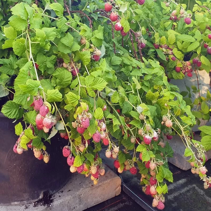 Aviečių sodinukai vazonuose internetu su pristatymu į namus visoje Lietuvoje