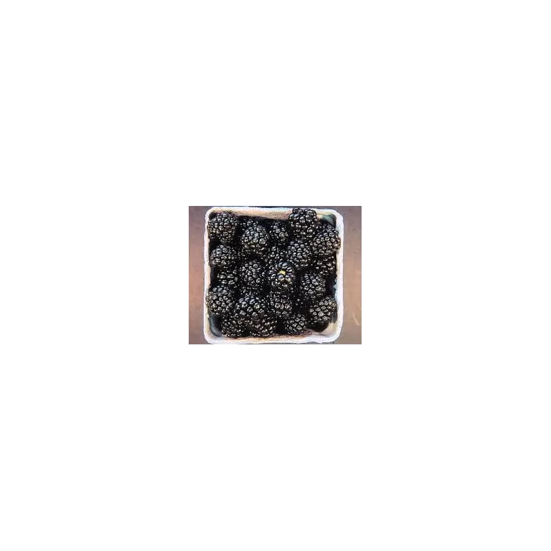 Rubus fruticosus ARAPAHO