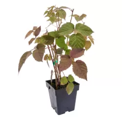 Rubus fruticosus GLORNIWA