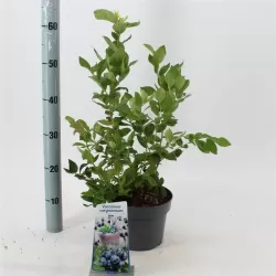 Aukštoji šilauogė (ankstyva) - Vaccinium corymbosum BLUEJAY