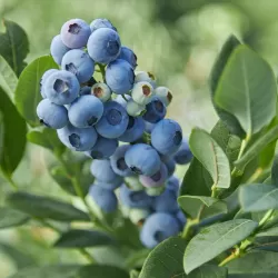 Šilauogė (vėlyva) - Vaccinium CALYPSO