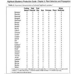 Aukštoji šilauogė - Vaccinium corymbosum NUI