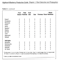 Aukštoji šilauogė - Vaccinium corymbosum CONCORDE