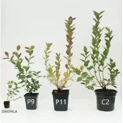 Aukštoji šilauogė - Vaccinium corymbosum HANNAHS CHOICE