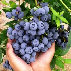 Aukštoji šilauogė - Vaccinium corymbosum HANNAHS CHOICE