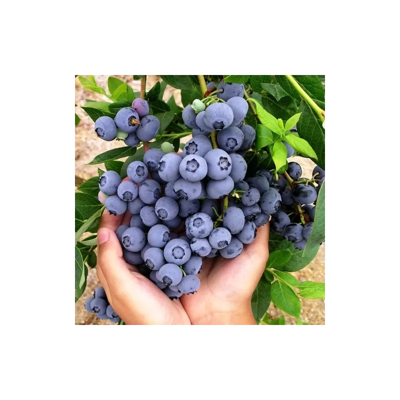 Vaccinium corymbosum HANNAHS CHOICE