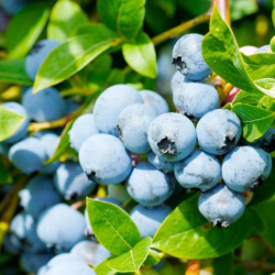 Aukštoji šilauogė (viso sezono) - Vaccinium corymbosum SWEETHEART