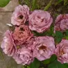 Rožė - Rosa (P) Lavender Pinocchio