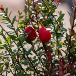 Stambiauogė spanguolė - Vaccinium macrocarpon BEN LEAR