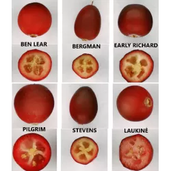 Stambiauogė spanguolė - Vaccinium macrocarpon BEN LEAR