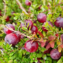 Stambiauogė spanguolė - Vaccinium macrocarpon EARLY BLACK