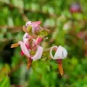 Stambiauogė spanguolė - Vaccinium macrocarpon EARLY BLACK