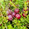 Stambiauogė spanguolė - Vaccinium macrocarpon EARLY BLACK