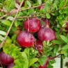 Stambiauogė spanguolė - Vaccinium macrocarpon EARLY BLACK