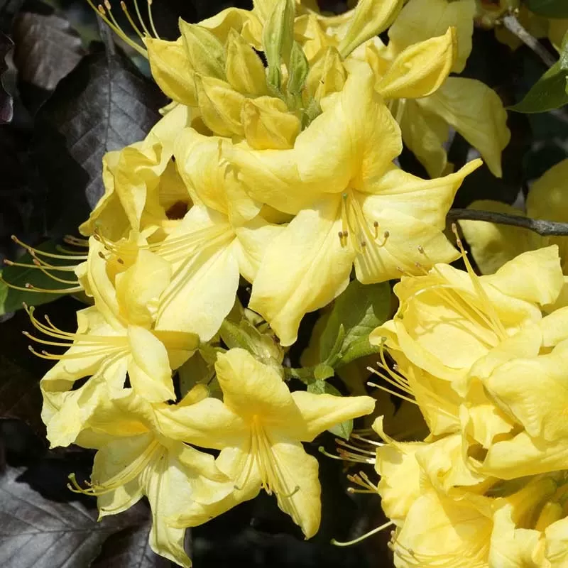 Rhododendron mollis ANNEKE