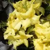 Rhododendron mollis ANNEKE