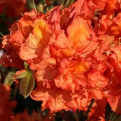 Rhododendron knaphill APRICOT