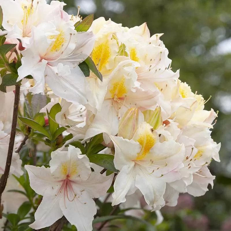 Rhododendron mollis ARIMA