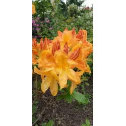 Švelnioji azalija - Rhododendron mollis ARNESONS GEM