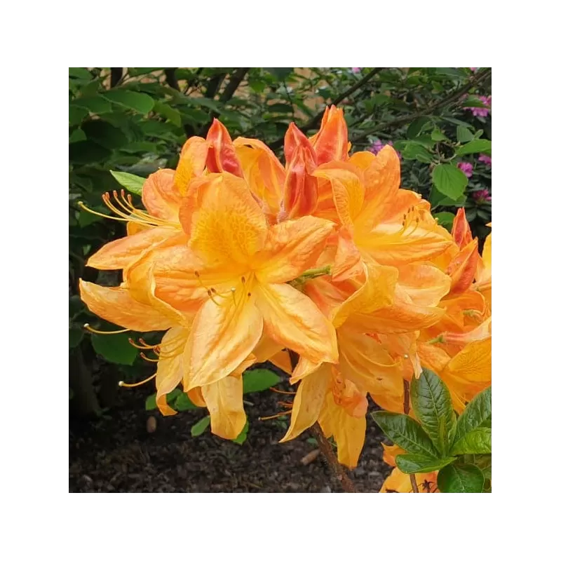 Švelnioji azalija - Rhododendron mollis ARNESONS GEM