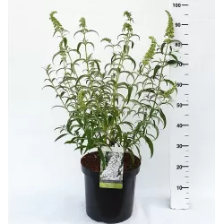 Davido budlėja - Buddleja davidii WHITE PROFUSION