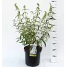 Davido budlėja - Buddleja davidii WHITE PROFUSION