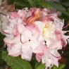 Rhododendron knaphill CANNONS DOUBLE