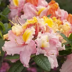 Švelnioji azalija - Rhododendron mollis CAPARO