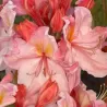 Švelnioji azalija - Rhododendron knaphill CECILE